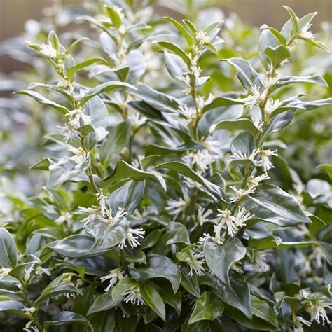 Buy Sarcococca Confusa Affordable Gardens4youie Summer Bulbs Spring
