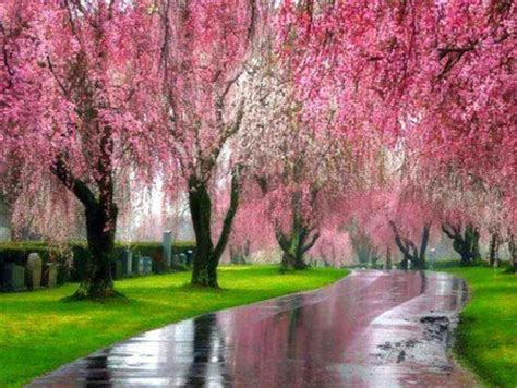 Pink Willow Trees