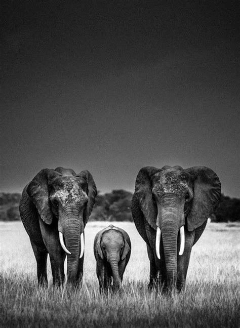 Afrique Sauvage Par Laurent Baheux Animals Black And White Elephant