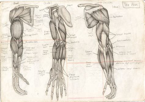 Human Arm Anatomy Drawing
