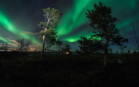 Aurora Borealis Northern Lights Trees Night Green Hd