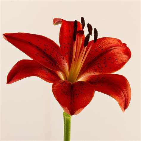 Red Lily Number Three Photograph By Bill Swindaman