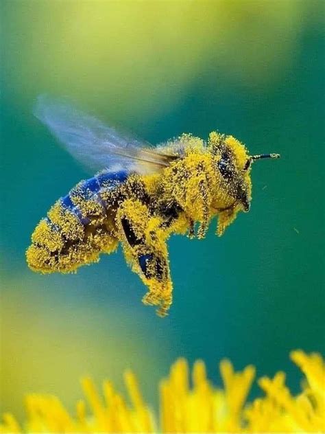 A Pollen Covered Bee Photographed Mid Pollination Rbeekeeping