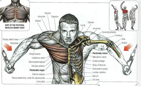 Chest Muscles Anatomy The Best Chest Workout For Complete Pec Development
