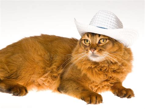 Cute Somali Wearing White Cowboy Hat Stock Image Image