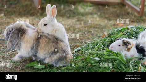 Two Domestic Rabbits Run After Each Other Reproduction Process Stock