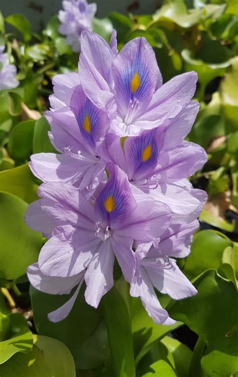 Water Hyacinth Kew