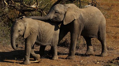 Botswana Lifts Its Ban On Elephant Hunting Npr Kcrw