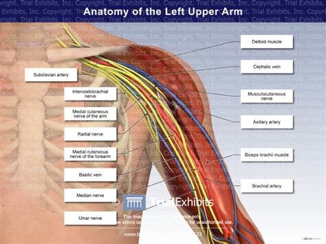 An overview of the muscles of the upper arm (biceps brachii, coracobrachialis, brachialis and triceps brachii) including clinically relevant anatomy. Anatomy of the Left Upper Arm | Trial Exhibits, Inc.