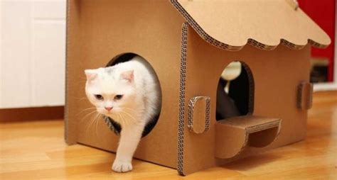 Bingung bagaimana cara membuat kadang yang nyaman buat hewan kesayangan? Cara Membuat Rumah Kucing Dari Kardus - Kucing.co.id