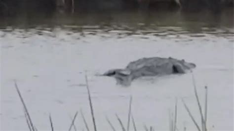 Giant Alligator Caught On Camera In Louisiana Wchs