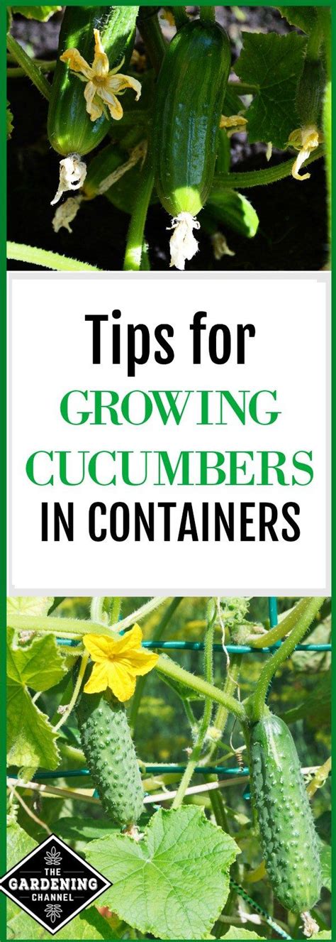 Growing cucumbers in pots at home is extremely easy process. How to Grow Unlimited Cucumbers In Pots At Home - Even If ...