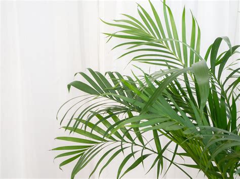 Best Indoor Palm Trees Fresh Wallpaper