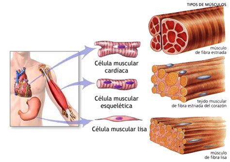 ¿de Qué Está Formado El Músculo Tipos De Musculos Musculos Tejido