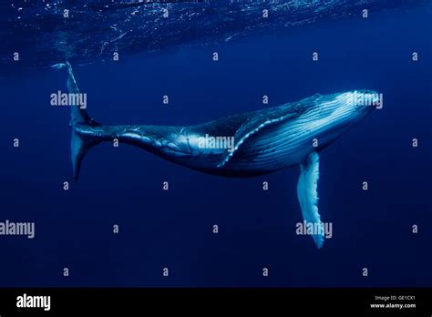 Humpback Whale Swimming Underwater Tonga South Pacific Stock Photo