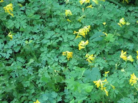 Other than cutting the plants back in the spring. Corydalis lutea is a heavy blooming shade loving perennial ...