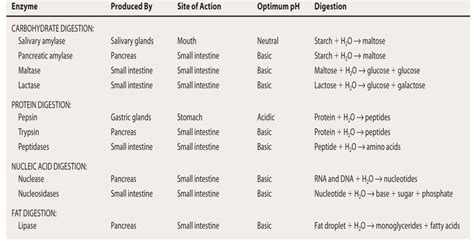 Topic 6.1: Digestion and Absorption - AMAZING WORLD OF SCIENCE WITH MR