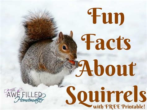 Fun Facts About Squirrels