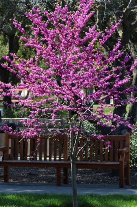 65 Beautiful Flowering Tree Ideas For Your Home Yard Spring Flowering