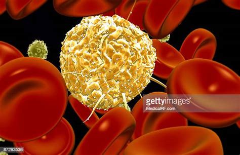 Hematopoietic Stem Cells Photos And Premium High Res Pictures Getty