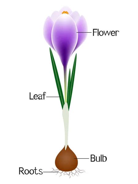 Vector Diagram Showing Parts Of Narcissus Whole Plant Agricultural