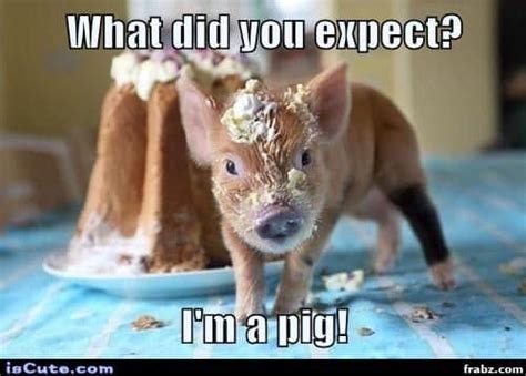 12 Pig Memes Sure To Put A Smile On Your Face