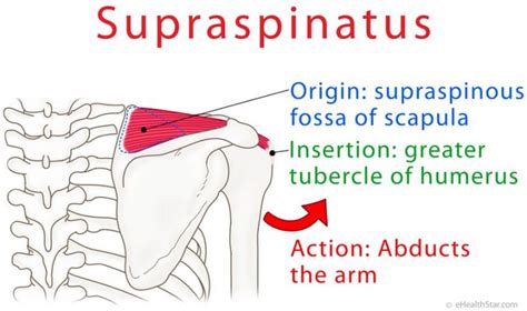 Supraspinatus Anatomy Tendinopathy Pain And Tear Test Ehealthstar