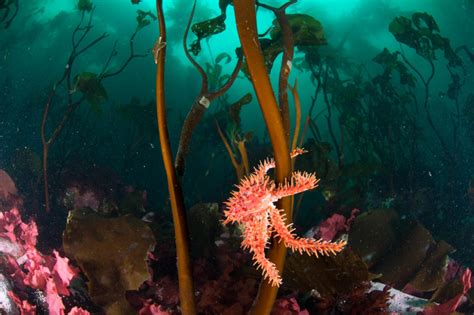 The Kelps Are Alright Studies Reveal Resilience In Kelp Forests Kelp