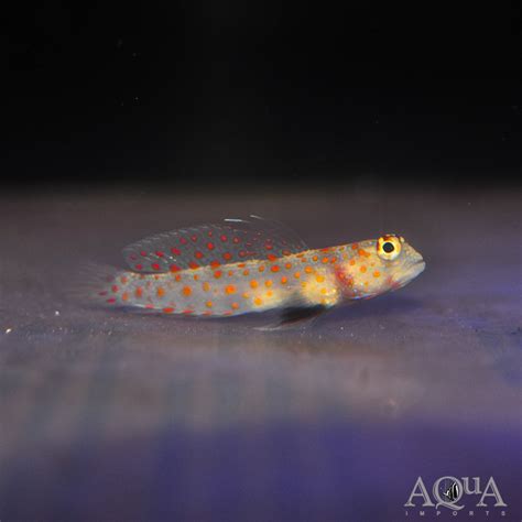 Orange Spotted Shrimp Goby Amblyeleotris Guttata Aqua Imports