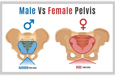 Female Male Pelvis Education Illustrations ~ Creative Market