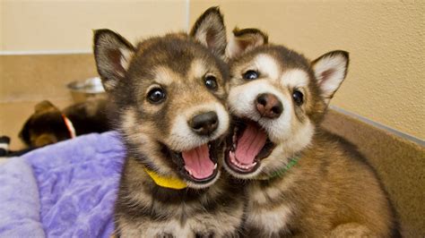 Maybe you would like to learn more about one of these? Cute Malamute Husky mix puppies at Best Friends - YouTube