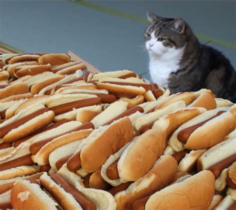 Cat Hot Dogs Blank Template Imgflip