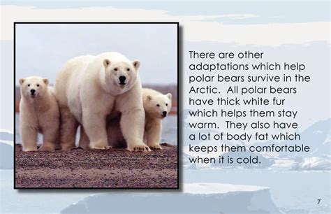 How Polar Bears Stay Warm