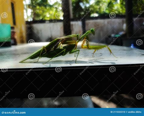 A Pair Of Praying Mantises Enjoying Their Mating In The Morning Stock
