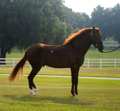 Desvelo De Don Martin Beautiful Chestnut Stallion Paso Fino Horse