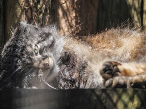 Purina pro plan true nature trout & salmon entree classic wet cat food. Pallas Cat | Potter Park Zoo