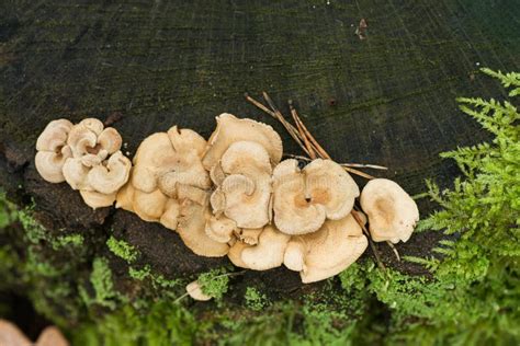 Beige Heterotroph Fungi On Tree Stump Stock Photo Image Of Detail