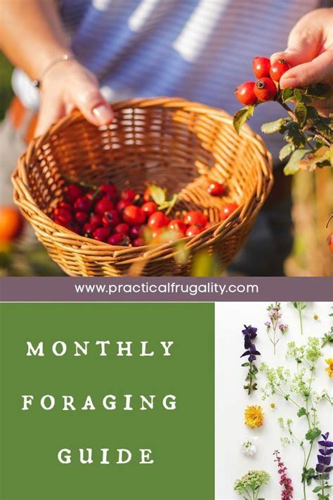 Monthly Foraging Guide Whats In Season Now Practical Frugality