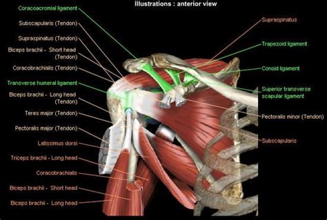Diagram Of Shoulder Muscles And Tendons Ever Green Massage Therapy