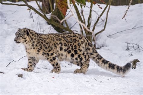 50 Facts About Snow Leopards Owlcation