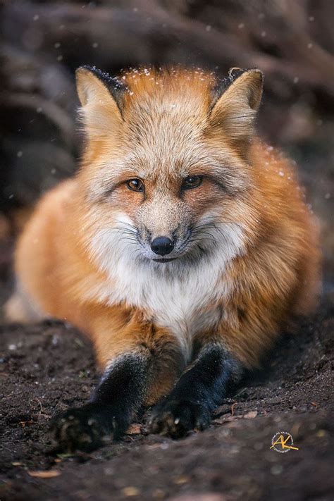 Red Fox By Andreas Krappweis Baby Animals Pictures Cute Animals