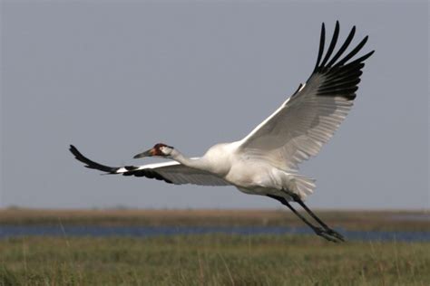 Human Led Whooping Crane Migration Halted In Favor Of More Natural