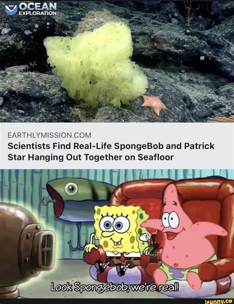 Ocean Explorations Scientists Find Real Life Spongebob And Patrick