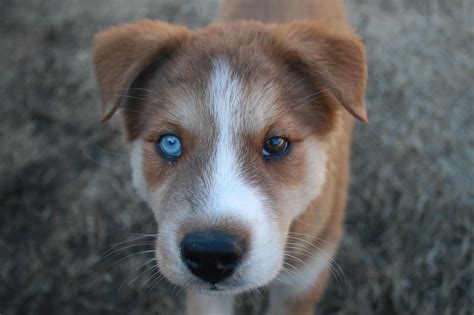 15 Pictures About Dogs With One Blue Eye And One Brown Animals And More