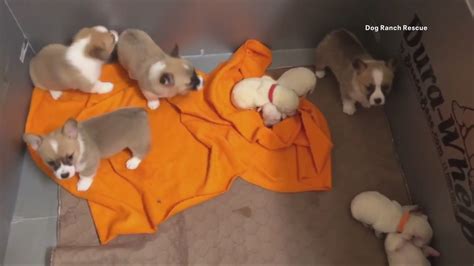 Momma Corgi Adopts 4 Orphaned Lab Puppies