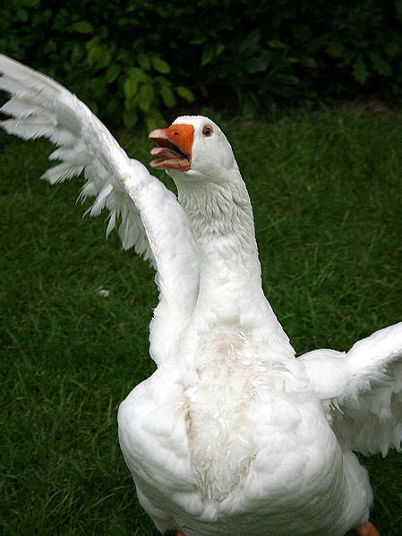 Goose Attack Blank Template Imgflip