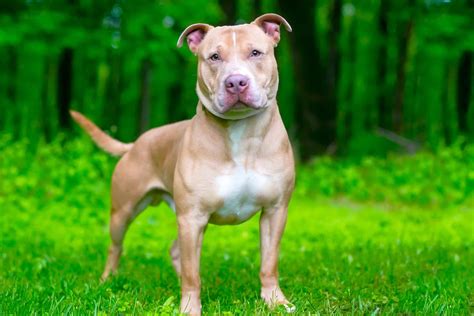 Shar Pei Pitbull Mix Pit Pei Breed Info Pictures And Facts