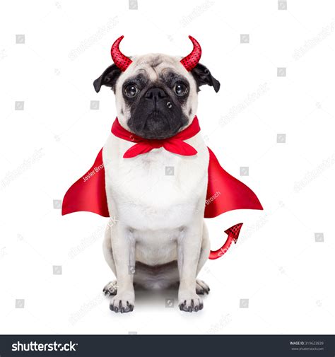 Halloween Devil Pug Dog With Red Cape Isolated On White Background