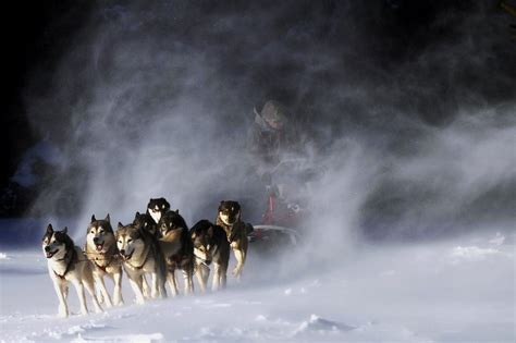 Sled Huskies Dog Sledding Siberian Husky Dogs