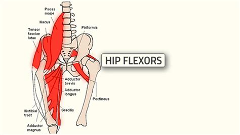 Related online courses on physioplus. What Is The Hip Flexor Muscle Called - The Hip Flexor